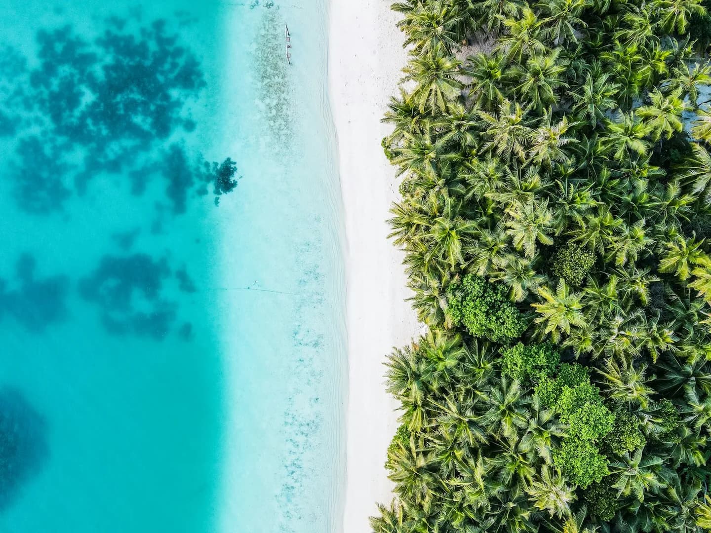 Palm trees and white sand beside a turquoise island lagoon