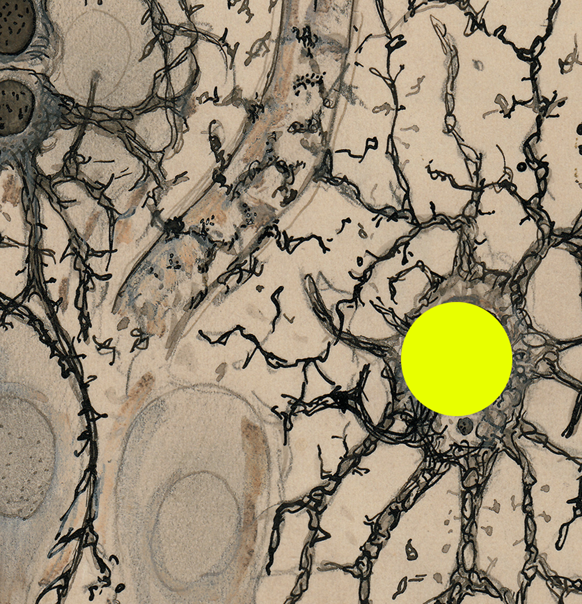 Neuroscience imagery